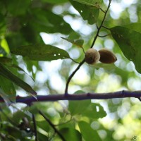 Myristica ceylanica A.DC.